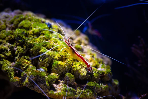 Pacific cleaner shrimp nature ocean life ecology — Stock Photo, Image