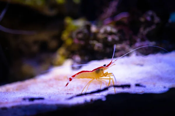 Pacific cleaner shrimp nature ocean life ecology