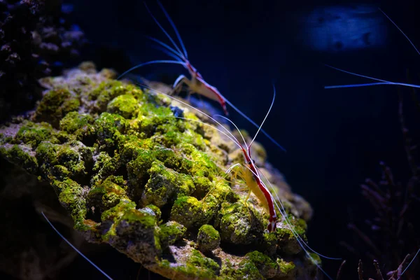 Pacific cleaner shrimp nature ocean life ecology — Stock Photo, Image