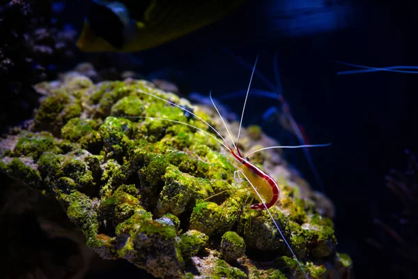 Pacific cleaner shrimp nature ocean life ecology