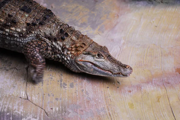 Nice Predator krokodil sitter på Rock reptil — Stockfoto