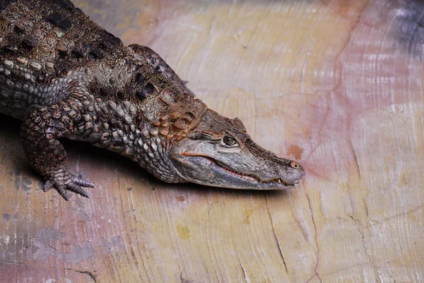 Pěknej krokodýl, co sedí na skalním plazu — Stock fotografie