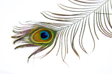 Peacock tüy renk tam izole beyaz dekor