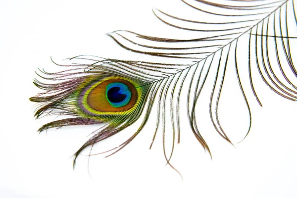 Peacock plumas de color completo aislado decoración blanca — Foto de Stock