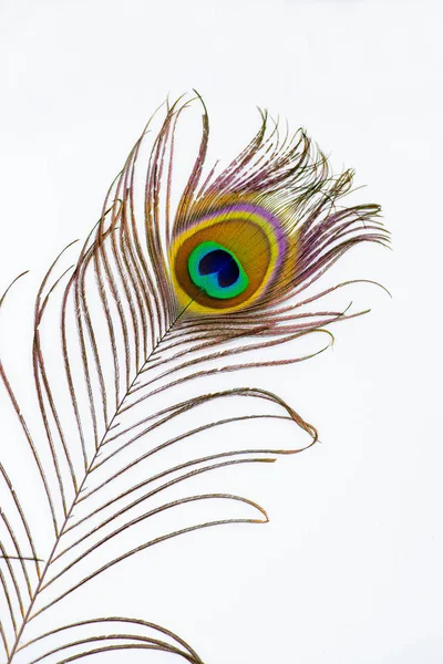 Peacock feather color full isolated white decor — Stock Photo, Image
