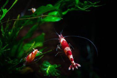 Caridina cantonesis kristal kırmızı karides yeme pets