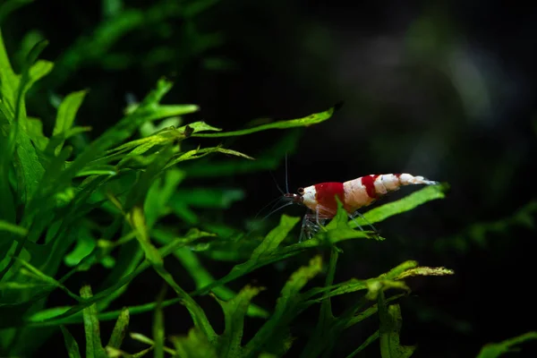 Caridina cantonesis crystal red shrimp eating pets — Stock Photo, Image
