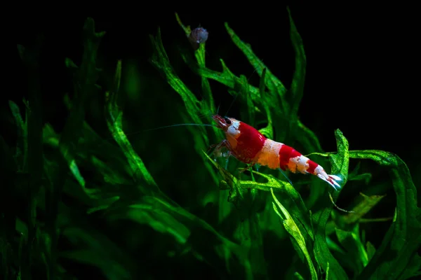 Caridina cantonesis kristal kırmızı karides yeme pets