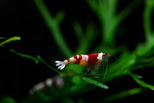 Caridina cantonesis cristal camarão vermelho comer animais de estimação — Fotografia de Stock