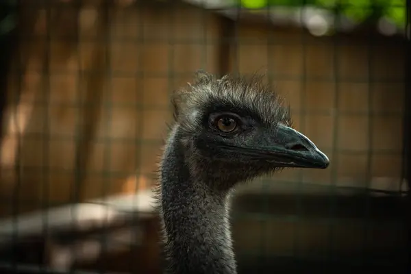 Avestruz pájaro de cerca cabeza retrato naturaleza zoológico — Foto de Stock