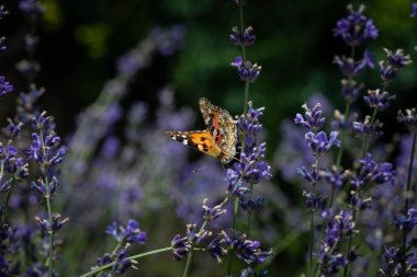 Vanessa cardui kelebek lavanta makro yakın çekim 