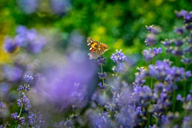 Vanessa cardui kelebek lavanta makro yakın çekim 