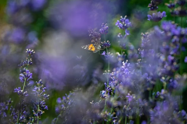 Vanessa cardui mariposa lavanda macro de cerca — Foto de Stock