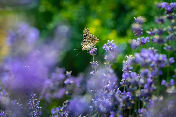 Vanessa cardui mariposa lavanda macro de cerca — Foto de Stock