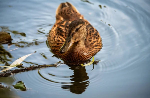 Canard dans l'eau reflet écologie de la nature sauver — Photo