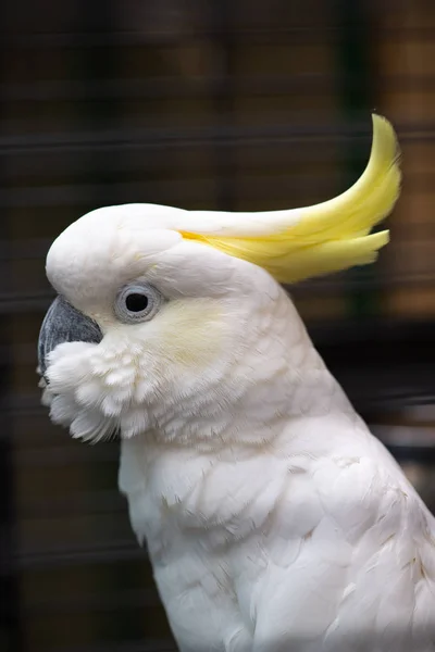 Weißer Kakadu Nahaufnahme Porträt Vögel Natur Zoo — Stockfoto