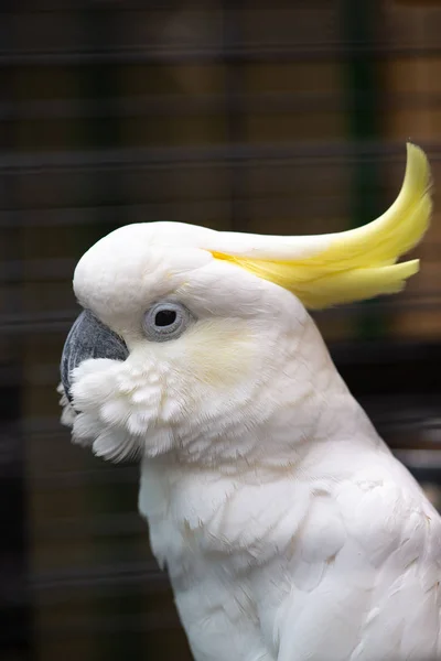Fehér kakadu közelről portré madarak természet állatkert — Stock Fotó