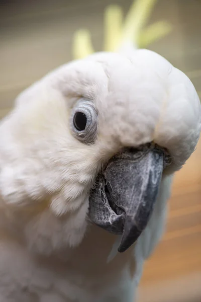 Vit kakadua närbild porträtt fåglar natur Zoo — Stockfoto