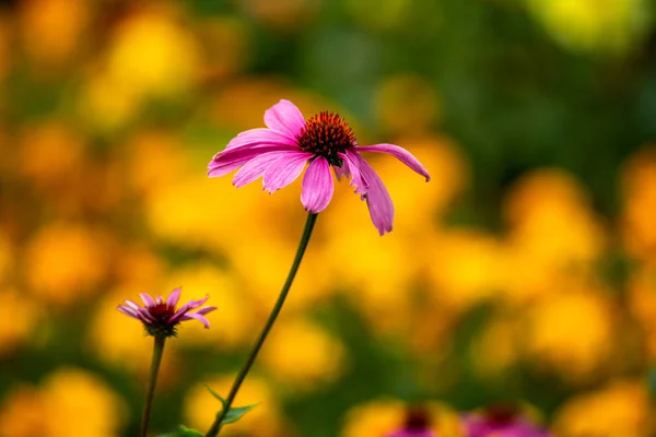 Flores de verão dia ensolarado natureza flora beleza — Fotografia de Stock