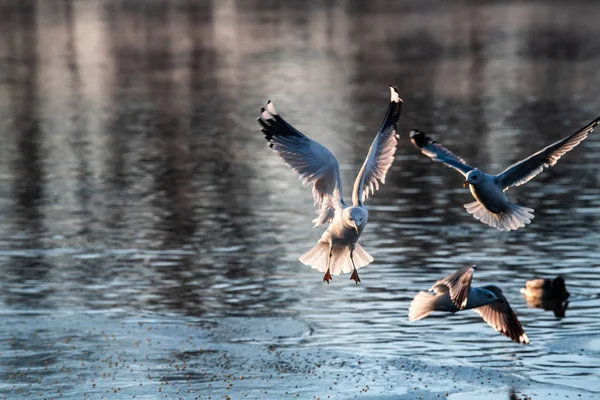 Морская чайка утром летать город пейзаж холодного воздуха природа — стоковое фото