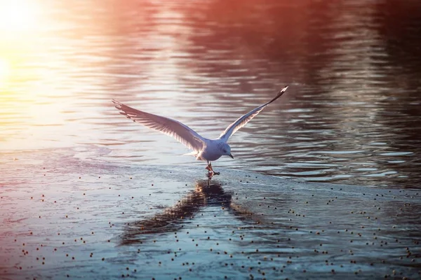 Deniz martı sabah sinek şehir scape soğuk hava doğa 