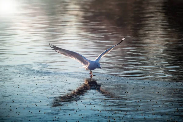 海鸥晨飞城景观冷空气自然 — 图库照片