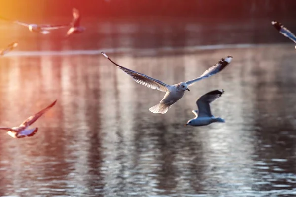 Sea Gull Morning fly City Scape kall luft natur — Stockfoto