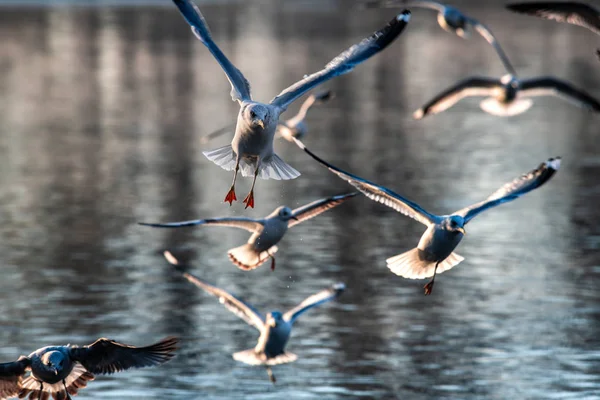Sea Gull Morning fly City Scape kall luft natur — Stockfoto