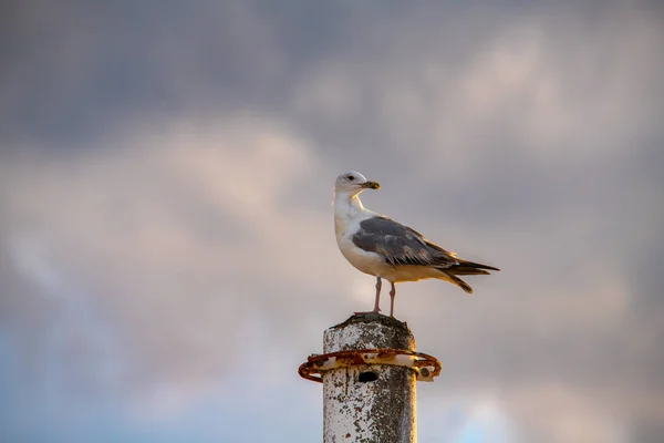 Mooie grote zeemeeuw op zee kust natuur vogels fauna — Stockfoto