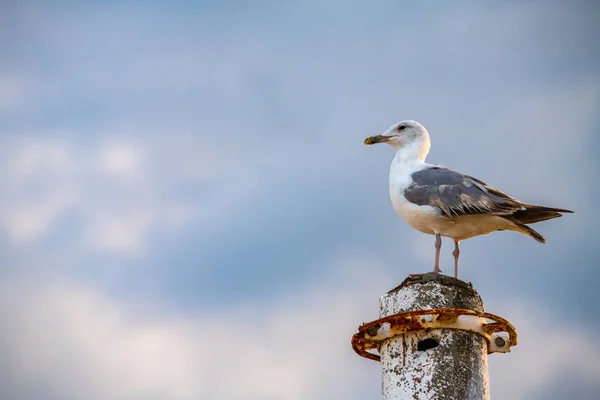 Mooie grote zeemeeuw op zee kust natuur vogels fauna — Stockfoto