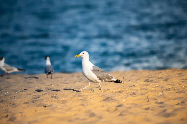 Mooie grote zeemeeuw op zee kust natuur vogels fauna — Stockfoto