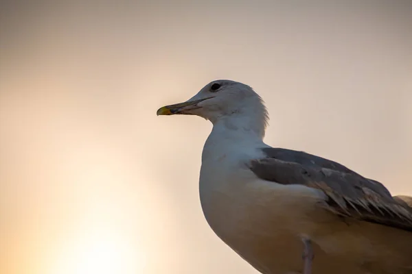Mooie grote zeemeeuw op zee kust natuur vogels fauna — Stockfoto