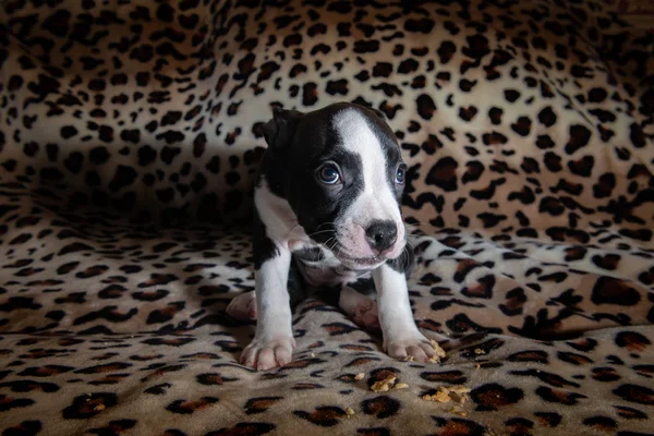 素敵な amstaff 子犬犬ペットさびた赤い動物のホーム — ストック写真