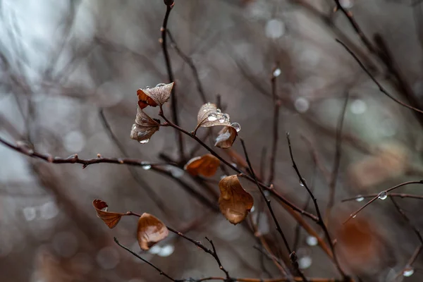 Dal sonbahar hava soğuk yağmur su damlaları
