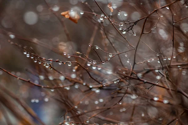 Gotas de agua en rama otoño clima lluvia fría — Foto de Stock