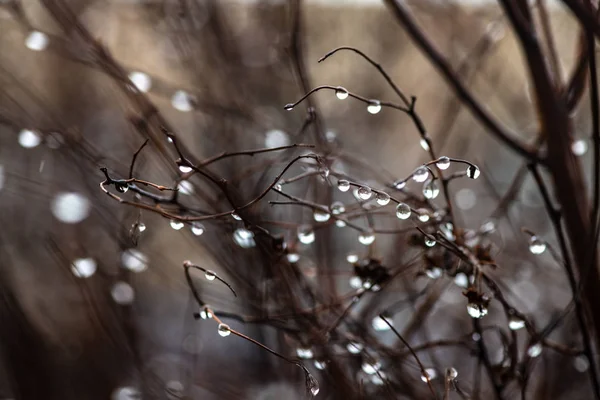 水滴在枝秋天气冷雨 — 图库照片
