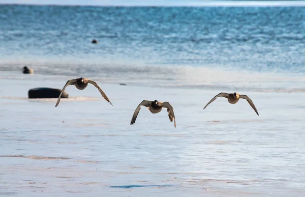 Drei fliegende Enten unter gefrorener See-Natur — Stockfoto