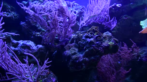 Sea Anemone Animal Macro Video Nature Ocean Life Blue Color — Stock Video