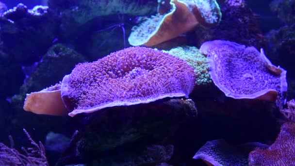 Морской Анемон Животных Макровидео Природа Океан Жизни Голубой Цвет Видео — стоковое видео