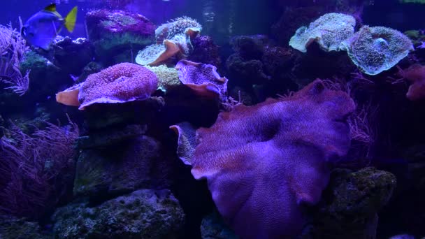 Mořský Anemone Zvířecí Makro Video Příroda Oceán Život Modrá Barva — Stock video