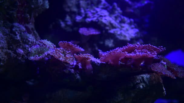 海アネモネ動物マクロビデオ4K自然海洋生命青い色4Kビデオマクロクローズアップ — ストック動画