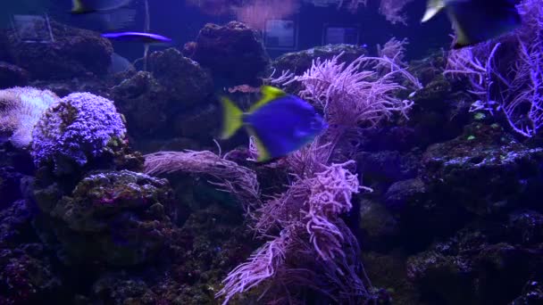 Mare Anemone Animale Macro Video Natura Oceano Vita Blu Colore — Video Stock