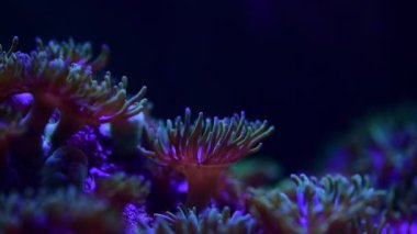 Deniz anemon hayvan makro video 4k doğa okyanus yaşam mavi renk 4k video makro yakın