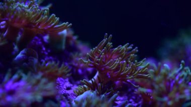 Deniz anemon hayvan makro video 4k doğa okyanus yaşam mavi renk 4k video makro yakın