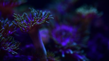 Deniz anemon hayvan makro video 4k doğa okyanus yaşam mavi renk 4k video makro yakın