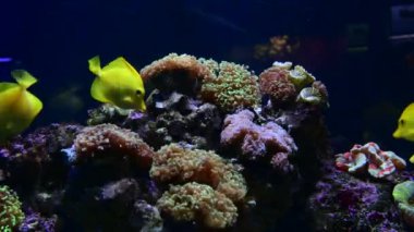 Deniz anemon hayvan makro video 4k doğa okyanus yaşam mavi renk 4k video makro yakın