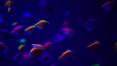 Tatlı su akvaryumu doğada Neon glowfish canlı hayvanlar yaşam 4k video