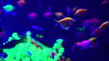 Tatlı su akvaryumu doğada Neon glowfish canlı hayvanlar yaşam 4k video