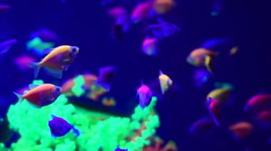 Tatlı su akvaryumu doğada Neon glowfish canlı hayvanlar yaşam 4k video