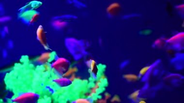 Tatlı su akvaryumu doğada Neon glowfish canlı hayvanlar yaşam 4k video